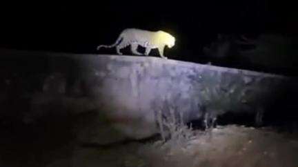 पातुर: पातुर तालुक्यातील आगीखेड येथे सतलवन शेत शिवारात बिबट्याने केली गाय ठार, शेतकऱ्यांमध्ये भीतीचे वातावरण.