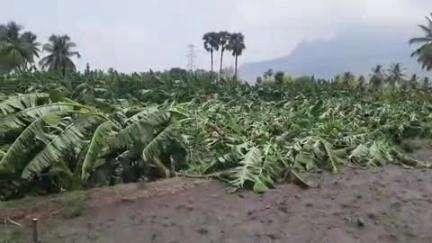 சேந்தமங்கலம்: தேவராயபுரத்தில் பலத்த சூறைக்காற்று வீசியதால் 915 வாழை மரக்கன்றுகள் சாய்ந்தன