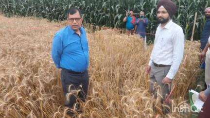 सिंघेश्वर: गम्हरिया टोला में जिला पदाधिकारी ने रबी फसल की उपज का आंकलन किया