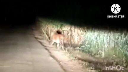 सिन्नर: हरसुले येथे बिबट्याच्या हल्ल्यात शेतकरी जखमी
