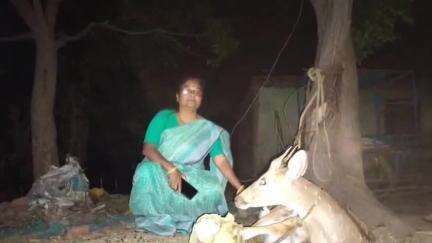 रातू: होचर पतराटोली इंद जतरा स्थल के नीचे A1 भट्ठा के पास एक कुएं में बड़ा हिरण गिरा मिला