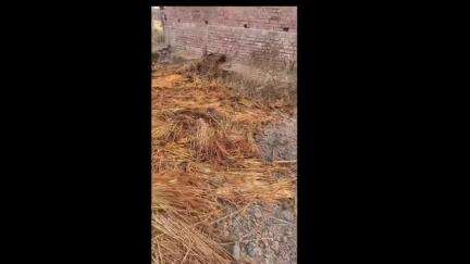 दरौली: रामपुर उधो गांव में असमाजिक तत्वों ने गेहूं के बोझे में लगाई आग, भाजपा नेता ने प्रशासन से कार्रवाई की मांग