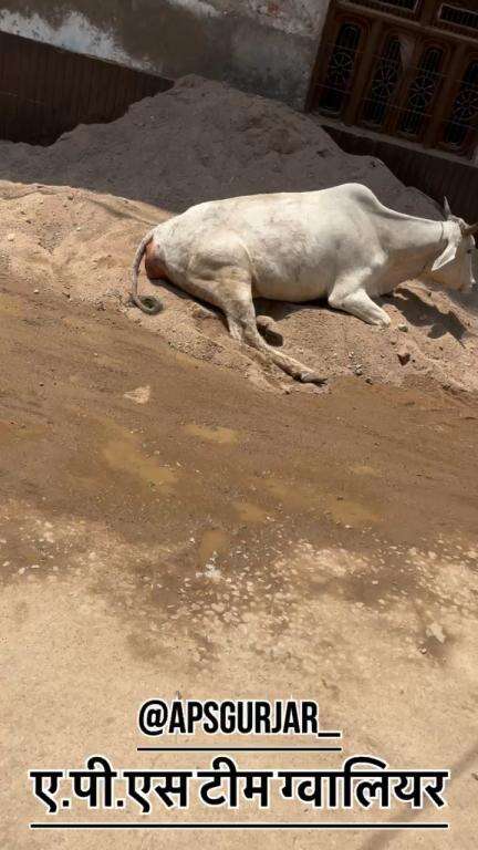 गौ माता का बच्चा उनके पेट में फस गया 🥺

Respect Girls help poor help animals 

#apsgurjar #help #cow #viral #support