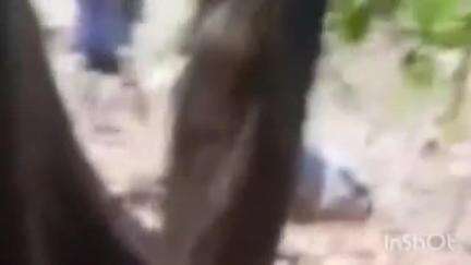 पालघर: दाभोण परिसरात वीज कोसळून दोन बैलांचा मृत्यू