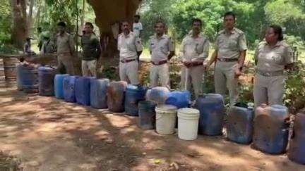 ଜୟପୁର: ନୀଳାଗୁଡା ଜଙ୍ଗଲ ରେ ଅବକାରୀ ଚଢ଼ାଉ, ବିପୁଳ ପରିମାଣରେ ମଦ ଓ ପୋଚ ଜବତ, ମାଫିଆ ଚମ୍ପଟ