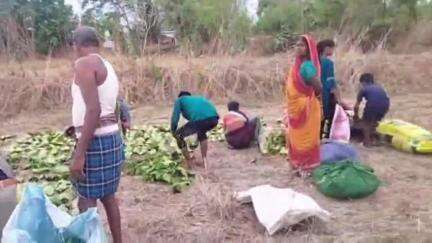 महासमुंद: महासमुंद जिले में 94 हजार संग्रहकों को मिलेगा ₹50.21 करोड़ का पारिश्रमिक, पांच दिन में 50,000 मानक बोरा का हुआ संग्रहण