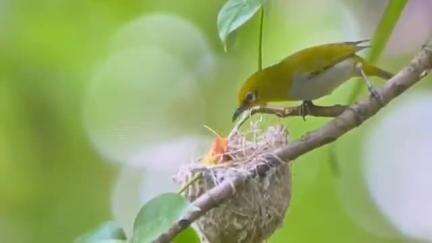 পূর্বস্থলী ২: পূর্বস্থলীর শিবতলায় আশা ইন্ডিয়ান হোয়াইট আই ও এশিয়ান প্যারাডাইস ফ্রাই ক্যাচার দুটি পাখির ছবির টানে ফটোগ্রাফারদের ভিড়