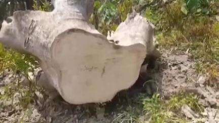 তুফানগঞ্জ ১: সন্তোষপুর এলাকায় পুকুরের পাড়ের সরকারি গাছ কাটার অভিযোগ স্থানীয় এক যুবকের বিরুদ্ধে,আইনের দারস্ত হওয়ার আশ্বাস প্রধানের