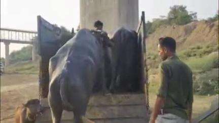 बाह: पिनाहट में मध्य प्रदेश से यूपी में हो रही पशु तस्करी, वीडियो हुआ वायरल