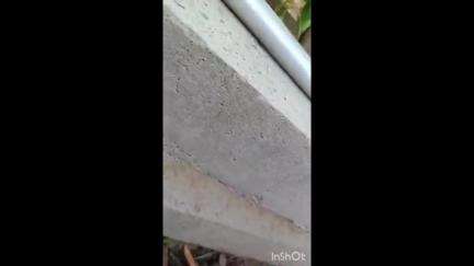 কৃষ্ণনগর ১: কালিরহাট এলাকা থেকে উদ্ধার একটি বিষধর সাপ