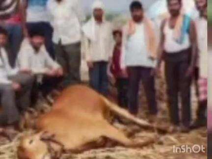 जिवती: पेरणीपूर्व हंगामात शेतकऱ्यांवर संकट वीज कोसळून बैल ठार सानकापूर येथील घटना