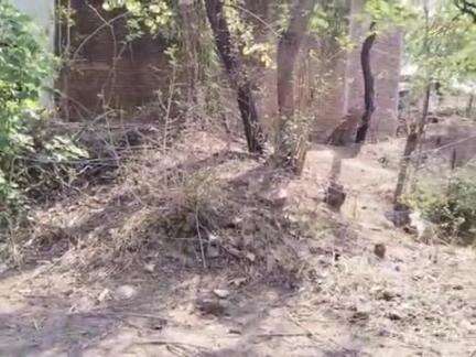 बल्देवगढ़: ग्राम प्रतापपुरा में करंट लगने से एक भैंस की मौत, पुलिस को दी सूचना