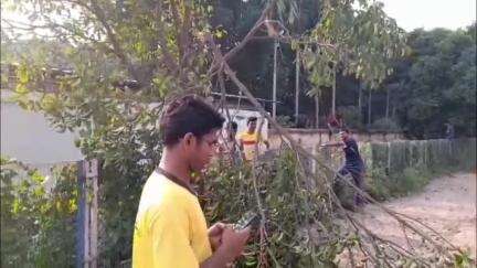 কৃষ্ণনগর ১: কৃষ্ণনগর ডন বস্কো রোডের উপর গাছ কাটার সময় গাছ কাটা আটকে দিলেন বনদপ্তর