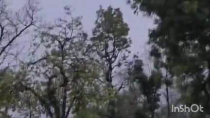गोमर्डा अभ्यारण्य में हाथियों का आतंक, ग्रामीण दहशत में हैं