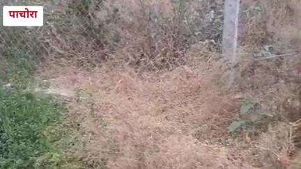 पाचोरा: सालासर पेट्रोल पंपाच्या बाजूला असलेल्या महादेव मंदिर प्रांगणात नाग-नागिणीच्या जोडप्याच्या अशा हालचालींनी वेधले लक्ष,