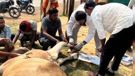 बतौली: बतौली में मोबाइल पशु चिकित्सा टीम ने घायल बैल का सफल उपचार किया