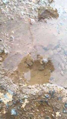 gram Shri Rampura men road per pipeline leakage Koi theek karne wala nahin a raha hai