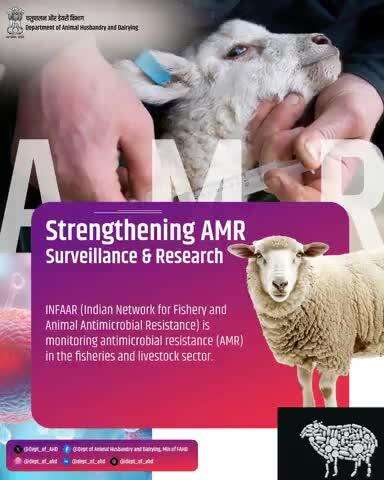 Strengthening AMR Surveillance and Research 
INFAAR (Indian Network for Fishery and Animal Antimicrobial Resistance) is leading the way in monitoring antimicrobial resistance (AMR) in the fisheries and livestock sectors.