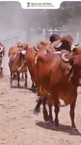 मिलकर बनाएं स्वच्छ पशुपालन प्रणाली
साफ पशु, साफ गौशाला, साफ बर्तन — तीनों ज़रूरी हैं!
✅ हर कदम पर सफाई अपनाएं
✅ मिलेगा गुणवत्तापूर्ण दूध और स्वस्थ पशु
💡 पशुपालन में स्वच्छता को दें प्राथमिकता!
#SwachhPashupalan