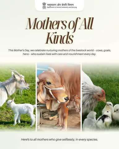 Mothers of All Kinds 
This Mother’s Day, let’s honor the nurturing mothers of the livestock world – cows, goats, hens – who sustain lives with love, care, and nourishment every day.