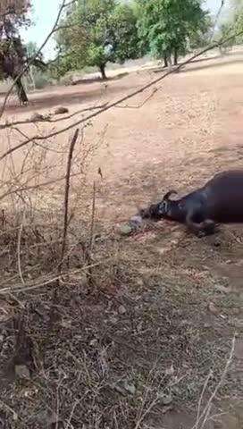 Jila Shivpuri Tahsil khaniyadhana ke gram Bamore Kalan mein bijali ke tar tutane Se Hui bejubano Ki Maut #viral news 11