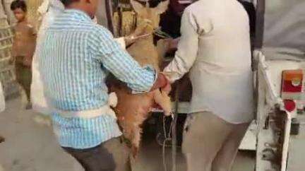 जमुनहा: सतरही गांव में जंगल से आए हिरण पर कुत्तों ने किया हमला, सूचना पाकर पहुंची वन विभाग की टीम