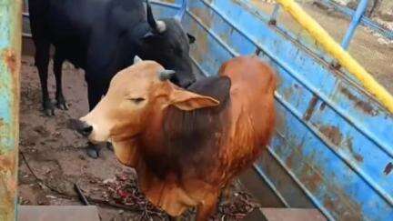 बड़ी सादड़ी: बड़ी सादड़ी नगर पालिका अध्यक्ष के निर्देश पर आज रविवार को आवारा पशुओं के लिए चलाया गया विशेष अभियान