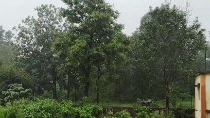 मोहाडी: पांगळी येथे जंगलात वन्य प्राण्यांच्या हालचालीवर लक्ष ठेवणारा सीसीटीव्ही कॅमेरा चोरी, अज्ञात आरोपी विरुद्ध गुन्हा दाखल