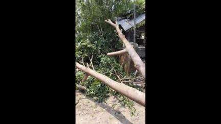 ময়নাগুড়ি: গতকালের পর আজকেও ঝড়ে ক্ষতিগ্রস্ত আমগুড়িতে  উপড়ে পড়া গাছ কেটে পরিষ্কার করছেন ময়নাগুড়ি থানার পুলিশ প্রশাসন