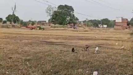 बांसी: बांसी क्षेत्र में धड़ल्ले से जारी है मिट्टी की खुदाई और ढुलाई, वीडियो तेजी से सोशल मीडिया पर हो रहा वायरल