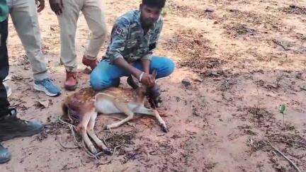 సిర్పూర్ టి: వన్యప్రాణుల సంరక్షణ అందరి బాధ్యత,చుక్కల దుప్పిని కాపాడిన సందర్భంగా చీలపల్లిలో తెలియజేసిన ఎఫ్ఆర్ఓ ఇర్బల్ హుస్సేన్