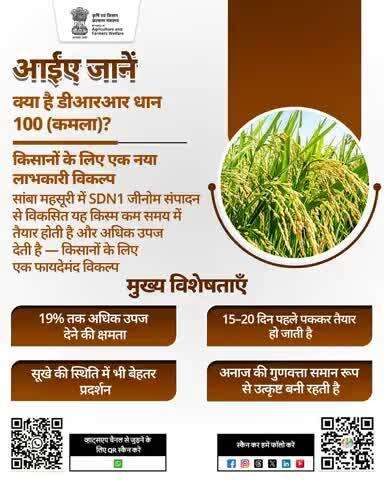 डीआरआर धान 100 (कमला) : जल्दी तैयार, ज्यादा उपज, सूखा और सामान्य मौसम में भी किसानों के लिए बेहतरीन विकल्प!

#Agrigoi