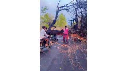 कारंजा: सोमठाणा ते गव्हा मार्गातील रस्त्यावर वादळी वाऱ्यामुळे झाडे पडल्याने वाहतूक खोळंबली