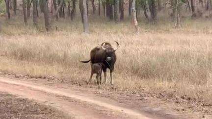 मानपुर: मातृ दिवस पर बांधवगढ़ टाइगर रिजर्व में गौर मां और उसके नन्हे बछड़े की झलक ने पर्यटकों का मन मोहा