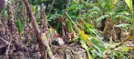 கடையநல்லூர்: காசி தர்மம் மேற்கு தொடர்ச்சி மலை அடிவாரப் பகுதியில் யானைகள் அட்டகாசம் தனியார் தோட்டங்களில் புகுந்து சேதப்படுத்துவதால் விவசாயிகள் வேதனை