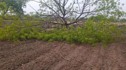 कनवास: ईश्वरपुरा और गणेशपुरा में तेज आंधी से टूटे पेड़, आवागमन बाधित, सम्मेलन में टेंट गिरने से मची भगदड़