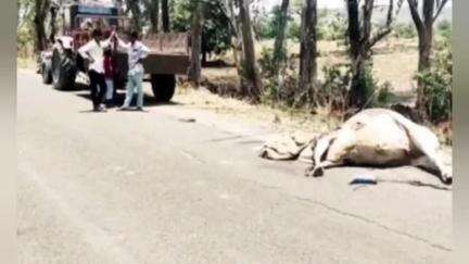 ಚಿಂಚೋಳಿ: ಕೋಡ್ಲಿ ಬಳಿ ಎತ್ತಿನ ಬಂಡಿಗೆ ಟಿಪ್ಪರ್ ಡಿಕ್ಕಿ,  ಸ್ಥಳದಲ್ಲೇ ಎತ್ತು ಸಾವು