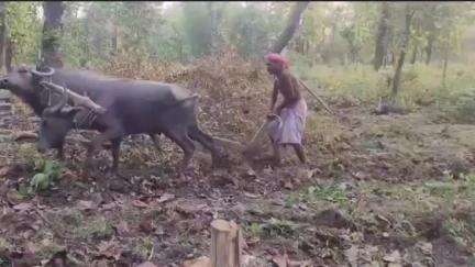 कोंडागांव: वन विभाग की बड़ी कार्रवाई, पांडे आठगांव में अतिक्रमण के मकसद से अवैध जुताई करते ग्रामीण का एक नागर और दो भैंस किया ज़ब्त