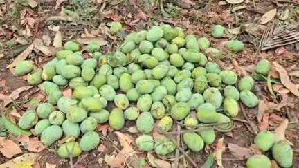 ઉમરપાડા: સરકાર ખેડૂતોને આર્થિક સહાય ચૂકવે તેવી માંગ ખેડૂત આગેવાન કેતનભાઈ એ કરી