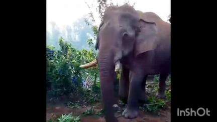 ചിറ്റൂർ: നെല്ലിയാമ്പതി ജനവാസ മേഖലയിൽ വീണ്ടും ചില്ലിക്കൊമ്പൻ, കൂനമ്പാലത്ത് വീടിന് മുന്നിലെത്തിയതിന്റെ ദൃശ്യം പുറത്ത്