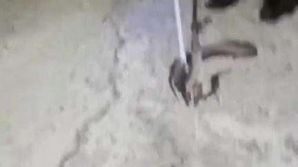 सागर नगर: सिद्धिविनायक कॉलोनी में जहरीला कोबरा सांप मिला, ढाई घंटे की मशक्कत के बाद स्नेक कैचर बबलू पवार ने पकड़ा