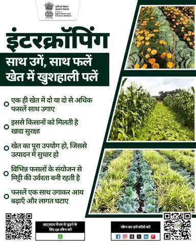 एक खेत, दो फायदे, पैदावार बढ़े, मिट्टी बने उपजाऊ।
इंटरक्रॉपिंग: समझदार किसान की समृद्धि की कुंजी
#Agrigoi #Intercropping