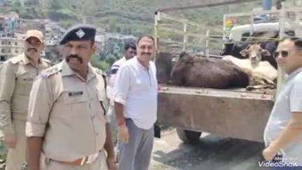 सतपुली: 20 आवारा पशुओं को नगर पंचायत सतपुली द्वारा भेजा गया गौशाला