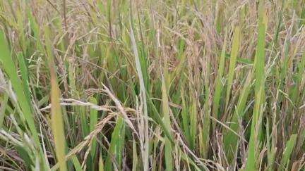 সিউড়ি ১: ধানের মধ্যে সাদা ভাব দেখা যেতেই মাথায় হাত পড়েছে মল্লিকপুর গ্রাম পঞ্চায়েত এলাকার চাষীদের
#jansamasya