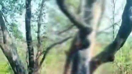 मानपुर: चांपर के जंगल में प्रेमी जोड़े ने फांसी लगाकर की आत्महत्या, स्थानीय लोगों की सूचना पर पुलिस मौके पर पहुंची, जांच जारी