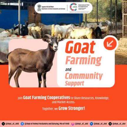 Empowering Communities through Goat Farming
Join goat farming cooperatives to unlock shared resources, collective knowledge, and better market access. Together, we build a stronger future!
#Goatfarming #animalhusbandry