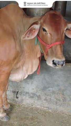 स्वच्छ दूध, पोषण भरपूर
दूध दुहने के बाद उसे तुरंत शेड से हटा कर साफ और ठंडी जगह पर रखें। यह स्वच्छ, सुरक्षित और पोषक दूध का पहला कदम है!
#स्वच्छदूध #दूधकीसुरक्षा #स्वस्थपशुधन #LivestockCare #SafeMilk