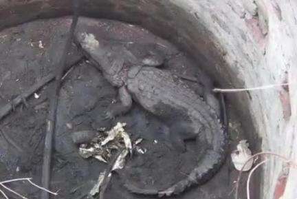 दापोली: दापोली गावतळे येथे विहिरीत पडलेल्या मगरीला बाहेर काढून जाळले ;जिवंत मगरीला जाळणाऱ्या चा शोध सुरू