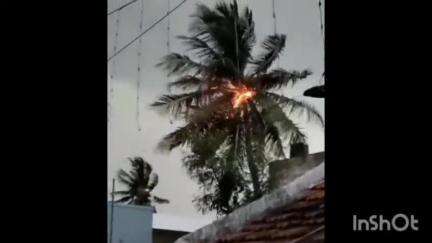 శ్రీకాకుళం: జీజగడ మండలం ఎస్.పి.ఆర్ పురంలో పిడుగు పడి కాలిపోయిన కొబ్బరి చెట్టు