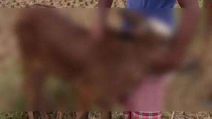 মহম্মদবাজার: দিঘল গ্রামে মাঠে বেঁধে রাখা বাছুরকে কোপ মারার অভিযোগ, তদন্তে মহম্মদ বাজার থানার পুলিশ